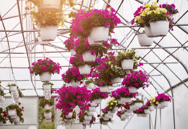 Bir Sera Içinde Fazla Renkli Çiçek Üretim Yetiştirme Çiçekler — Stok fotoğraf