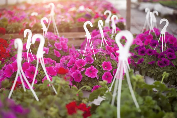 Bir Sera Içinde Fazla Renkli Çiçek Üretim Yetiştirme Çiçekler — Stok fotoğraf