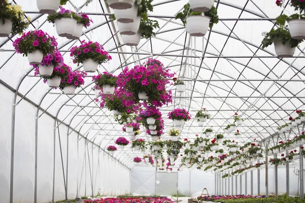 Viele Bunte Blumen Einem Gewächshaus Produktion Und Anbau Von Blumen — Stockfoto