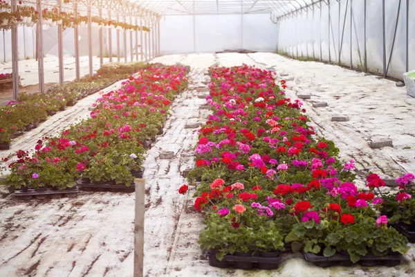 Muitas Flores Coloridas Uma Estufa Produção Cultivo Flores — Fotografia de Stock