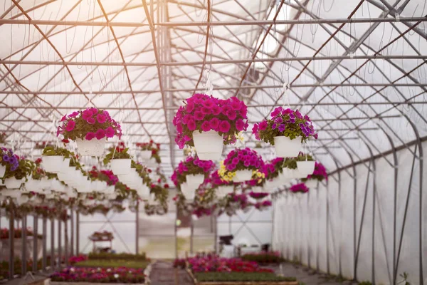 Muitas Flores Coloridas Uma Estufa Produção Cultivo Flores — Fotografia de Stock