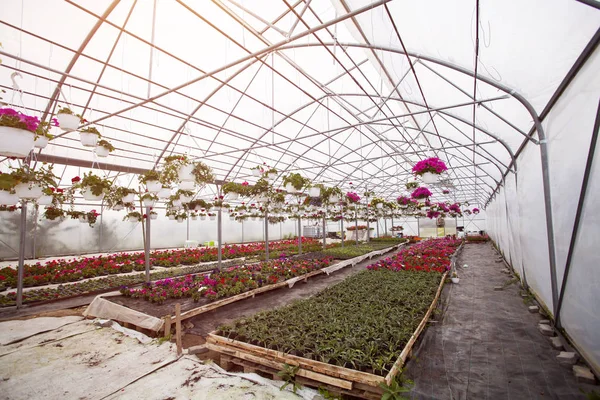 Muitas Flores Coloridas Uma Estufa Produção Cultivo Flores — Fotografia de Stock