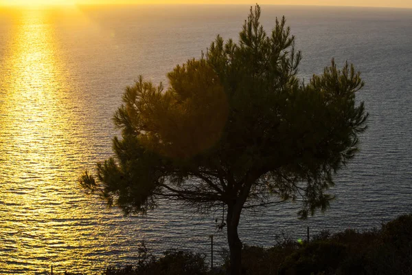 Einsame Baumsilhouette Vor Dem Goldenen Sonnenuntergang — Stockfoto