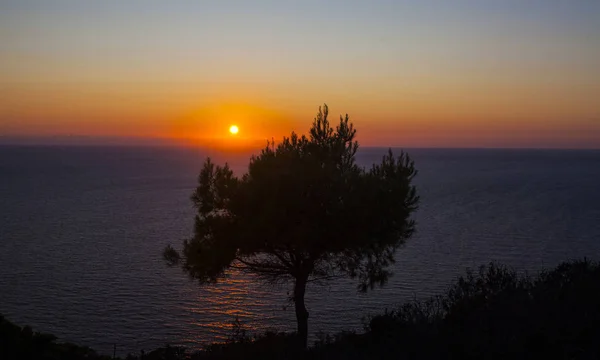 Silhouette Arbre Solitaire Contre Coucher Soleil Doré — Photo