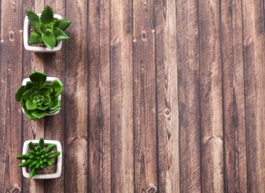 Farklı succulents ve kaktüs wite tencere ahşap arka plan üzerinde