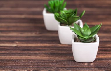 Farklı succulents ve kaktüs wite tencere ahşap arka plan üzerinde