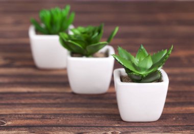 Farklı succulents ve kaktüs wite tencere ahşap arka plan üzerinde