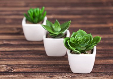 Farklı succulents ve kaktüs wite tencere ahşap arka plan üzerinde