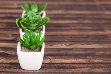 Farklı succulents ve kaktüs wite tencere ahşap arka plan üzerinde