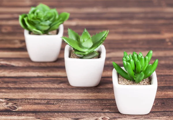 Farklı succulents ve kaktüs wite tencere ahşap arka plan üzerinde
