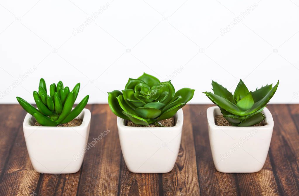 Different succulents and cactus in wite pots on wooden background