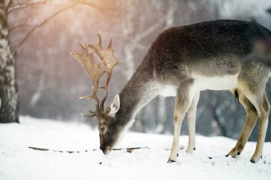 Karda nadas geyikler