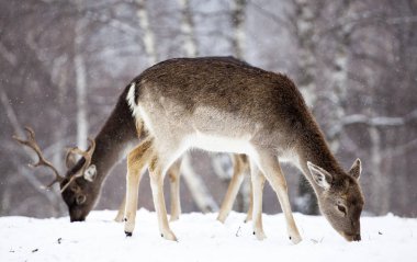 Karda nadas geyikler