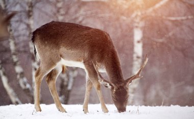 Karda nadas geyikler