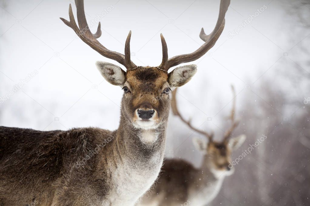 Portrait of a male of fallow deer in the snow