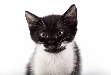 Beyaz arka plan üzerinde sevimli siyah beyaz kedicik