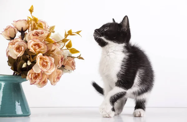 Bonito Gatinho Preto Branco Brincando Com Flores Rosa — Fotografia de Stock