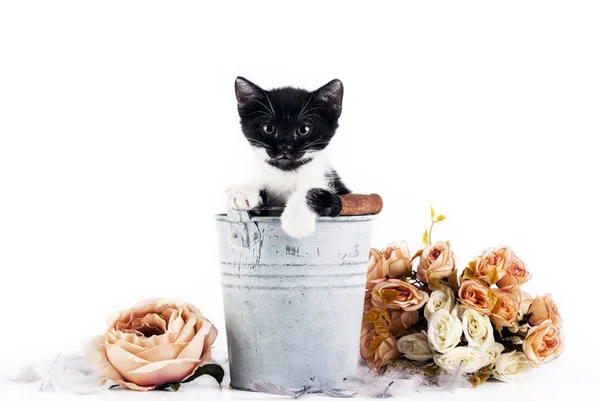 Niedliches Kleines Kätzchen Alten Eimer Mit Blumen — Stockfoto