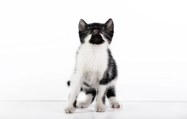 Niedliche Kleine Schwarze Und Weiße Kätzchen Auf Weißem Hintergrund — Stockfoto