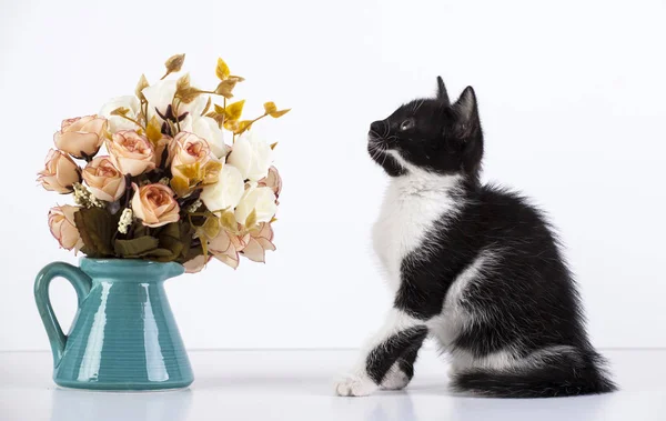 Niedliches Kleines Schwarzweißes Kätzchen Das Mit Rosenblüten Spielt — Stockfoto