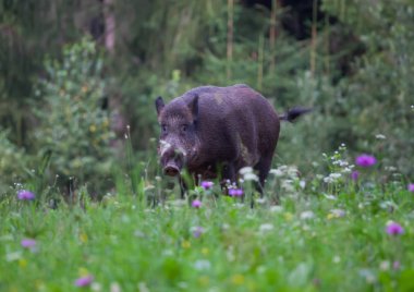 Yaban domuzu (sus scrofa ferus) yaz alanına yürüyor