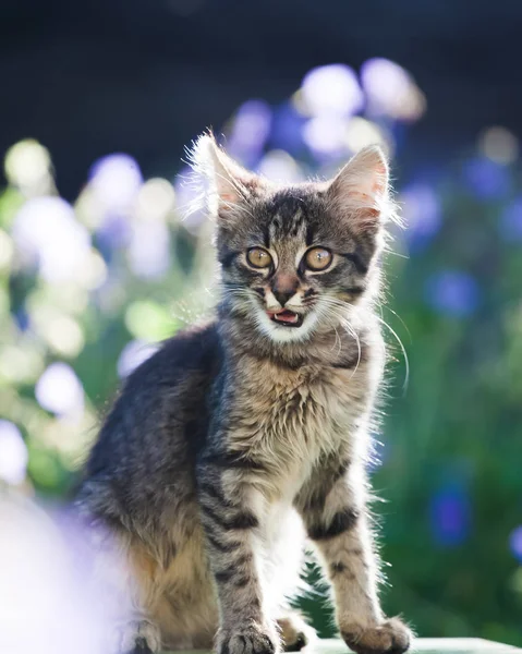 Gatinho Bonito Jardim Flores Roxas Fundo — Fotografia de Stock