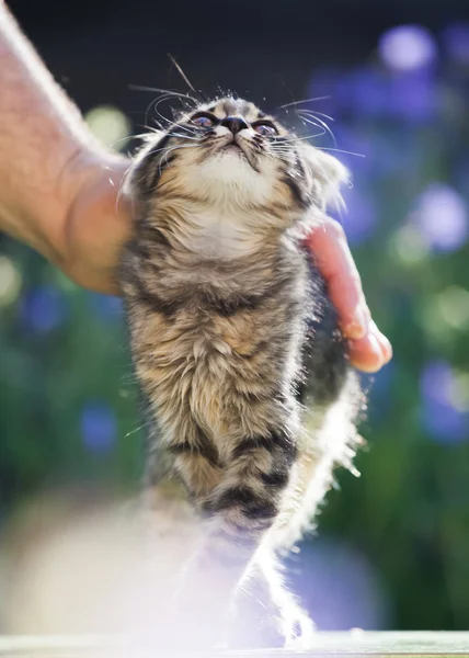 Gatinho Bonito Jardim Flores Roxas Fundo — Fotografia de Stock