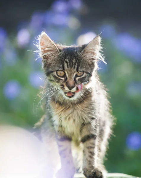 Cute Mały Kotek Ogrodzie Fioletowe Kwiaty Tle — Zdjęcie stockowe