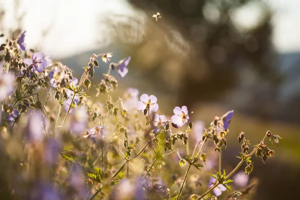 Güzel Yaz Mor Çiçek Üzerinde Günbatımında Yakın Çekim — Stok fotoğraf