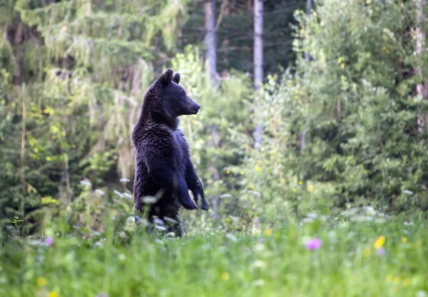 Karpat boz ayı yaz alanında