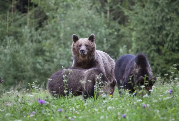 Carpathian Brown Bear Mother Bear Her Two Cubs Summer Field — Stock Photo, Image