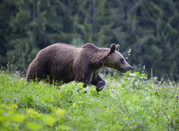 Karpaten Bruine Beer Zomer Veld — Stockfoto