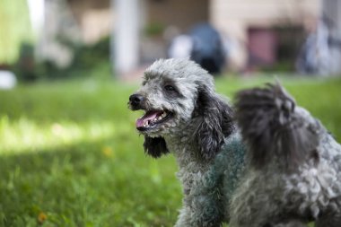 Fino köpeği safkan açık portre 