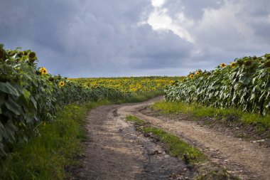 Fırtınalı gökyüzü ile yaz tarafından Ayçiçeği tarlası