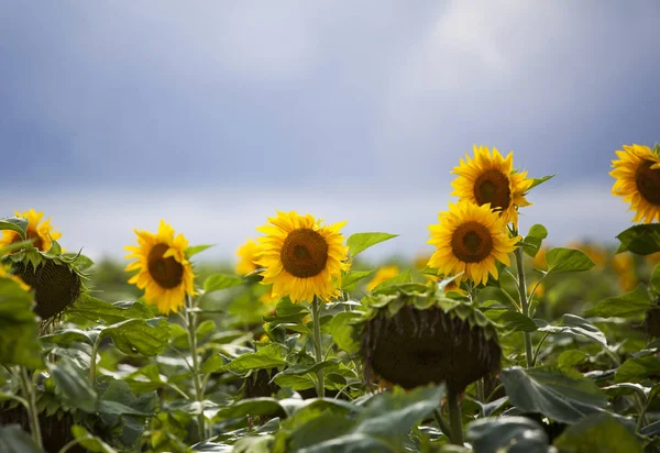 Field Sunflowers Summertime Stormy Sky — Stock Photo, Image