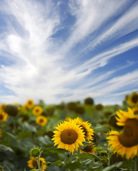 Field Sunflowers Summertime Stormy Sky — Stock Photo, Image