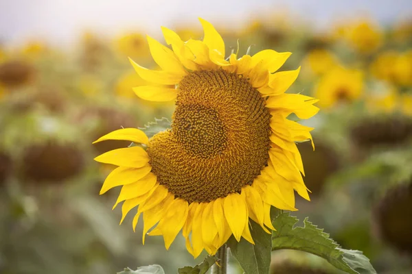 Field Sunflowers Summertime Stormy Sky — Stock Photo, Image