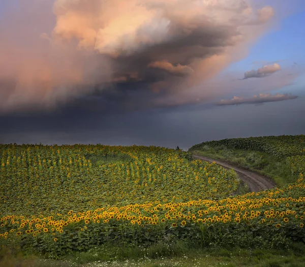 Поле Подсолнухов Лету Бурным Небом — стоковое фото