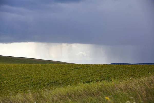 Поле Подсолнухов Лету Бурным Небом — стоковое фото