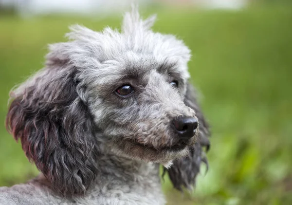 Poodle Puro Retrato Livre — Fotografia de Stock