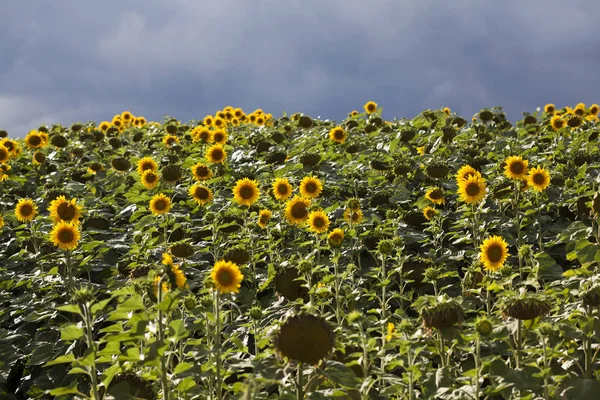 Field of sunflowers by summertime with stormy sky