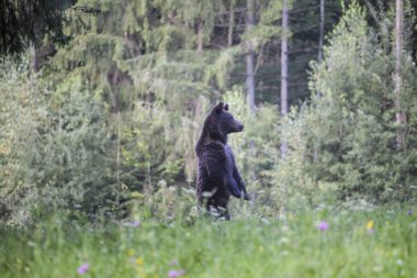 Karpat boz ayı yaz alanında