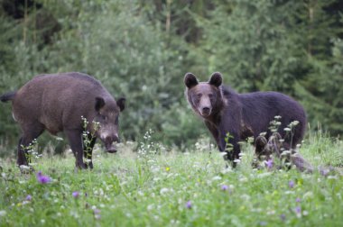 Karpat boz ayı yaz alanında