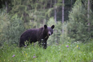 Karpat boz ayı yaz alanında