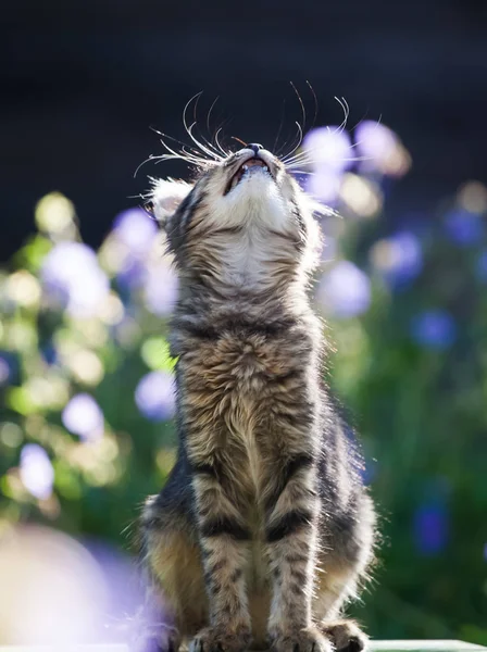 백그라운드에서 보라색 귀여운 고양이 — 스톡 사진