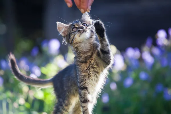 Cute Mały Kotek Ogrodzie Fioletowe Kwiaty Tle — Zdjęcie stockowe
