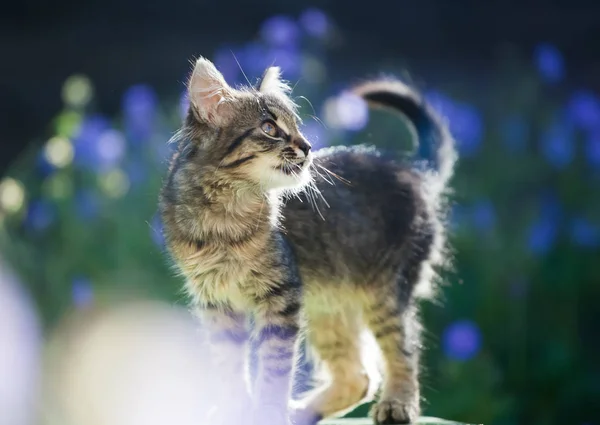 Sevimli Küçük Yavru Kedi Içinde Belgili Tanımlık Geçmiş Bahçe Mor — Stok fotoğraf