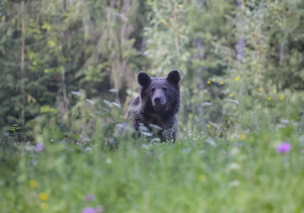 Carpathian Brown Bear Summer Field — Stock Photo, Image