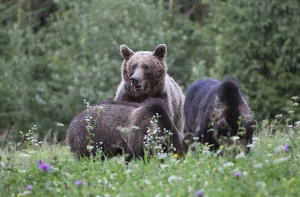 Oso Pardo Los Cárpatos Madre Oso Sus Dos Cachorros Campo —  Fotos de Stock