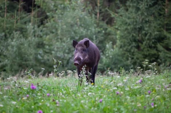 Wild Boar Sus Scrofa Ferus Walking Summer Field — Stock Photo, Image